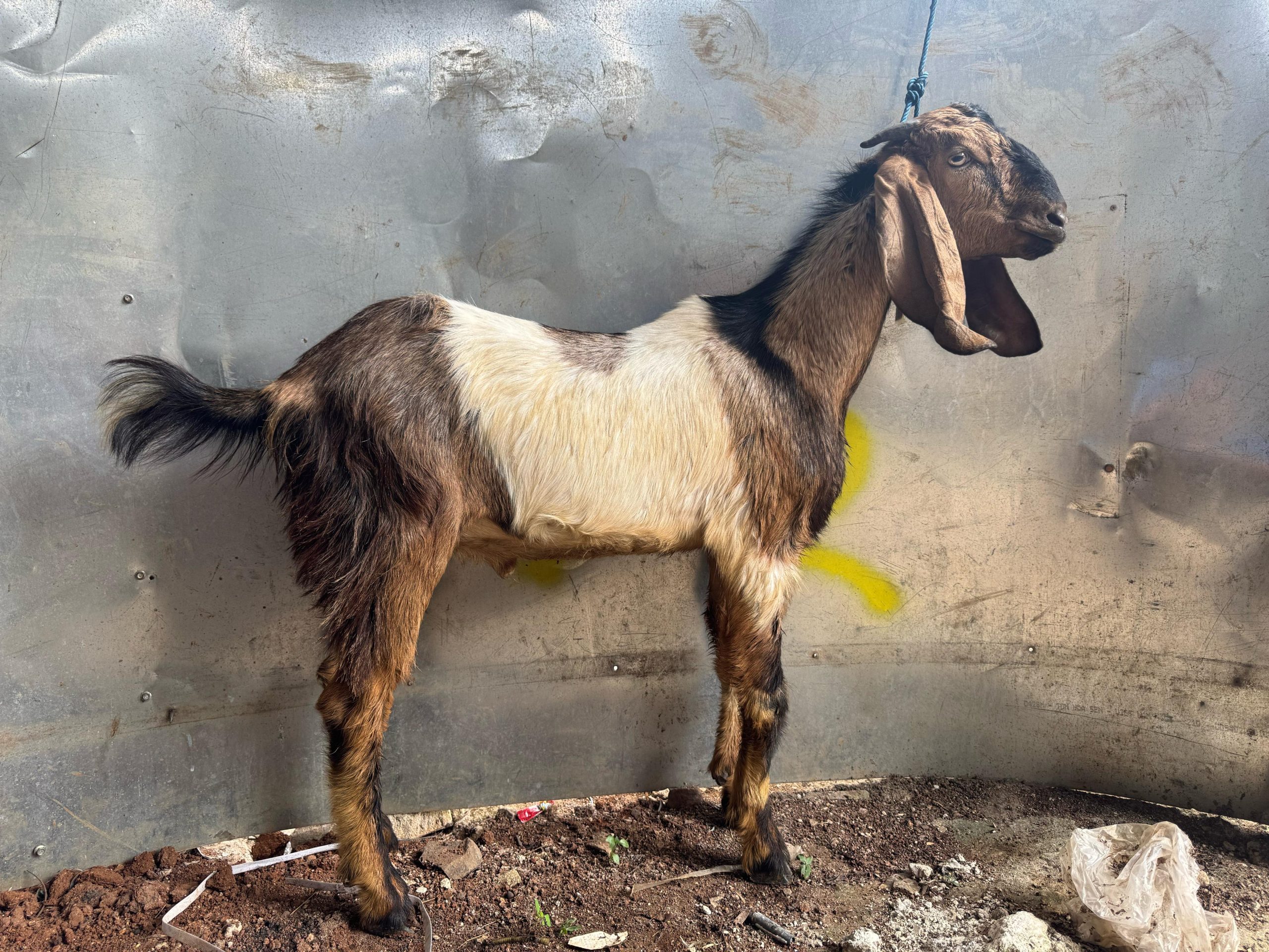 Nalara - Tipe D 18-25 kg